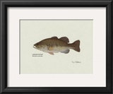 Largemouth Bass Fish