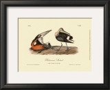 Hudsonian Godwit