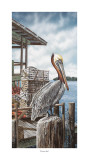 Pelican Key