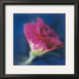 Buy Summer Colours II at AllPosters.com