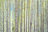 Aspen