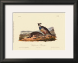 California Partridge