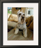Schnauzer