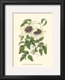 Buy Blossoming Vine VI at AllPosters.com