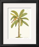 Buy Banana Plant at AllPosters.com
