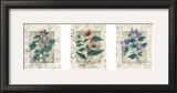 Buy Healing Herbs, Panel II at AllPosters.com