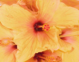 Hibiscus Cluster I
