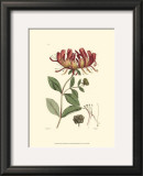 Antique Floral Plate II