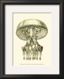 Buy Creatures of the Sea II at AllPosters.com