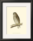 Buy Short Eared Owl at AllPosters.com