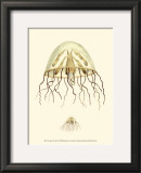Buy Creatures of the Sea III at AllPosters.com