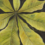 Buy Evergreen II at AllPosters.com