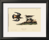 Kildeer Plover