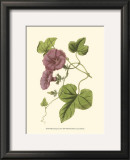 Buy Blossoming Vine II at AllPosters.com