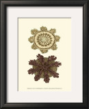 Buy Jewels of the Sea VI at AllPosters.com