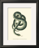 Buy Vibrant Snake III at AllPosters.com