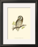 Buy Tengmalm's Owl at AllPosters.com