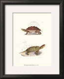 Buy Antique Turtles II at AllPosters.com