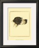 Danchin Pointer