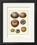 Crackled Antique Shells III