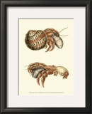 Buy Hermit Crabs II at AllPosters.com