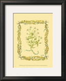 Chamomile