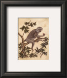 Monkey in a Tree I