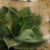 Succulent II