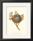 Antique Bird's Nest I