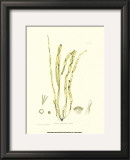 Buy Seaweed III at AllPosters.com