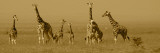 Giraffes