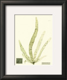 Buy Seaweed II at AllPosters.com