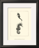 Sepia Seahorse