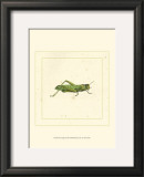 Green Hopper