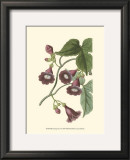 Buy Blossoming Vine V at AllPosters.com