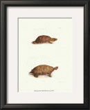 Buy Antique Turtles I at AllPosters.com
