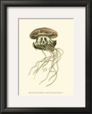 Buy Creatures of the Sea I at AllPosters.com