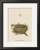 Buy Antique Nest and Egg II at AllPosters.com