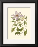 Buy Blossoming Vine III at AllPosters.com