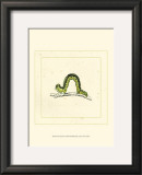 Buy Green Inchworm at AllPosters.com