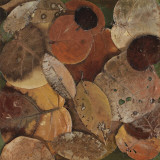 Buy Scattered Leaves I at AllPosters.com