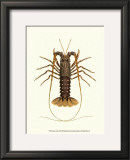Antique Lobster IV