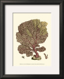 Buy Jewels of the Sea II at AllPosters.com