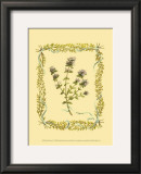 Buy Thyme at AllPosters.com