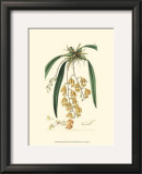 Buy Elegant Orchid I at AllPosters.com