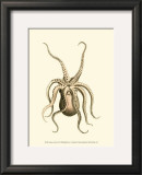 Buy Creatures of the Sea VI at AllPosters.com