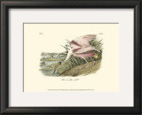 Roseate Spoonbill