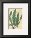 Buy Forest Sword Fern at AllPosters.com
