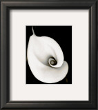 Calla