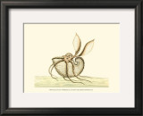 Buy Creatures of the Sea V at AllPosters.com